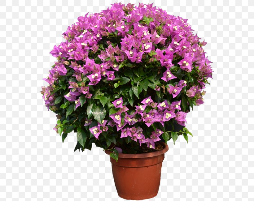 Cut Flowers Shrub Flowerpot Houseplant Annual Plant, PNG, 590x650px, Watercolor, Cartoon, Flower, Frame, Heart Download Free