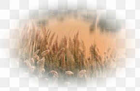 Beige Plant - June Background PNG