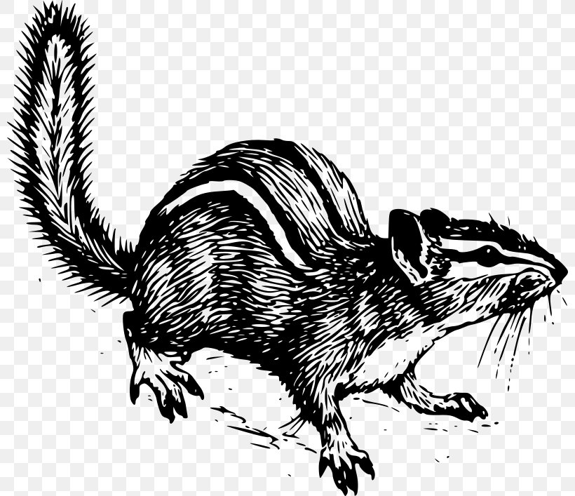 Squirrel Rodent Clip Art, PNG, 800x707px, Squirrel, Black And White, Carnivoran, Chipmunk, Common Opossum Download Free