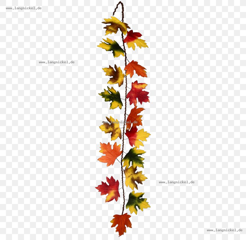 Twig Floral Design Leaf Plant Stem, PNG, 800x800px, Twig, Branch, Flora, Floral Design, Flower Download Free