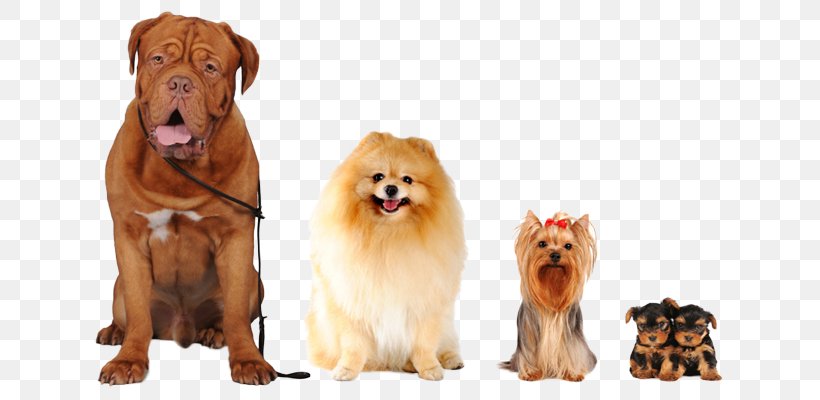 Cat Beagle Dog Breed Food Puppy, PNG, 690x400px, Cat, Beagle, Breed, Carnivoran, Centro Veterinario Bitxos Download Free