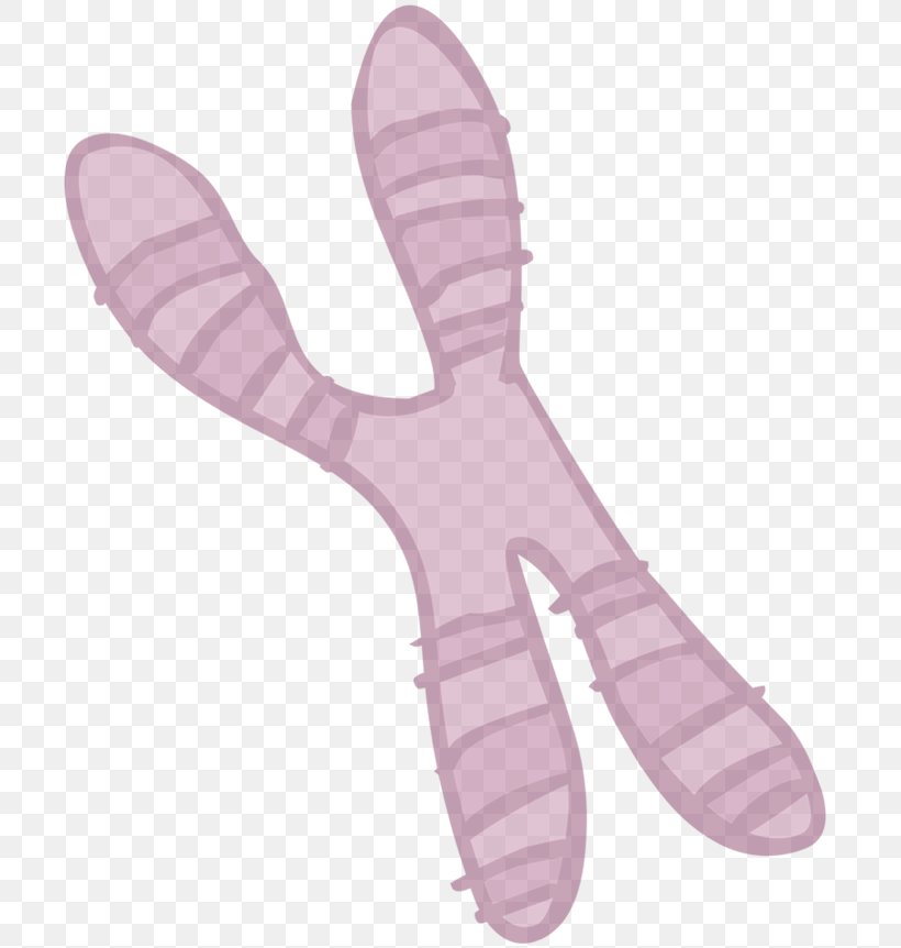 Drawing Chromosome Species Coloring Book, PNG, 705x862px, Drawing, Animaatio, Child, Chromosome, Coloring Book Download Free