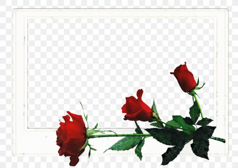 Red Rose Frame, PNG, 1596x1130px, Picture Frames, Coquelicot, Floral Design, Flower, Flower Frame Download Free