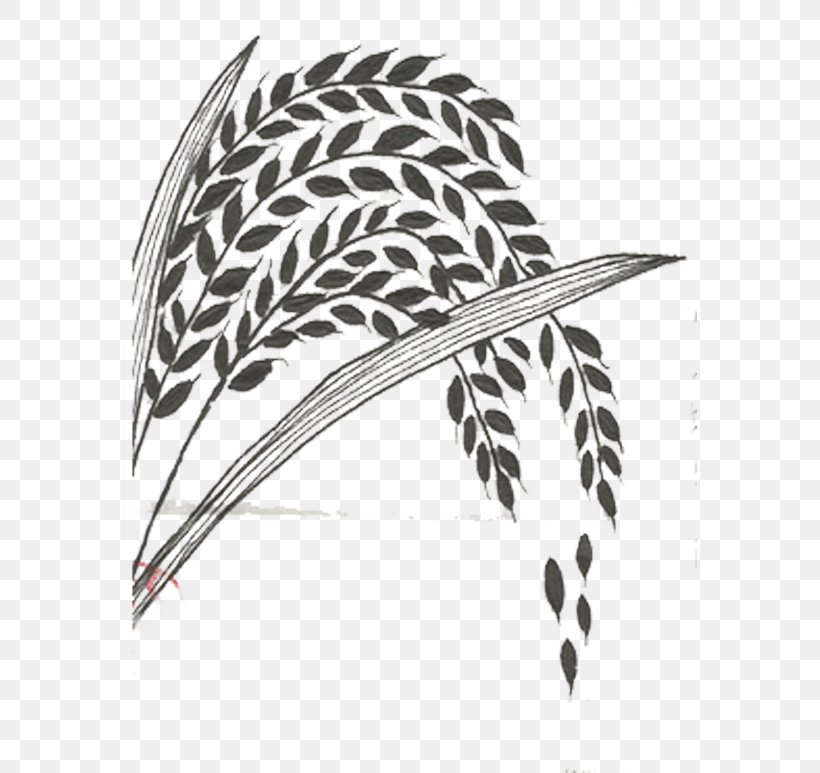 Rice Illustration, PNG, 575x773px, Rice, Black And White, Feather, Glutinous Rice, Headgear Download Free