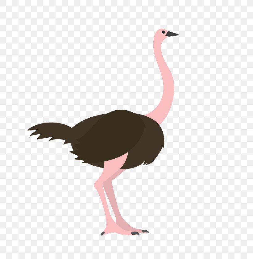 Common Ostrich Bird Animal, PNG, 776x841px, Common Ostrich, Anatidae, Animal, Beak, Bird Download Free