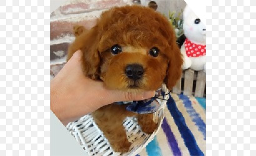 Miniature Poodle Toy Poodle Puppy Dog Breed, PNG, 700x500px, Miniature Poodle, Breed, Carnivoran, Companion Dog, Crossbreed Download Free