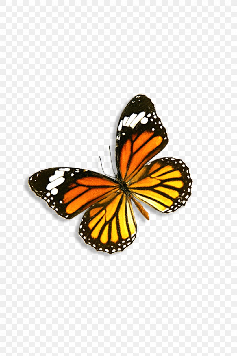 Monarch Butterfly Danaus Genutia, PNG, 2268x3402px, Butterfly, Arthropod, Brush Footed Butterfly, Butterflies And Moths, Butterfly Gardening Download Free