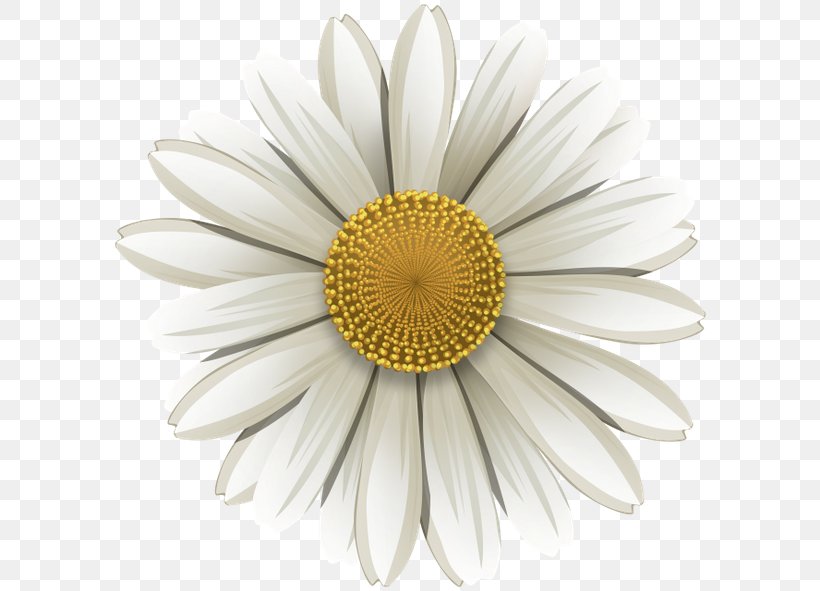 Common Daisy German Chamomile Flower, PNG, 600x591px, Common Daisy, Chamomile, Cut Flowers, Daisy, Daisy Family Download Free