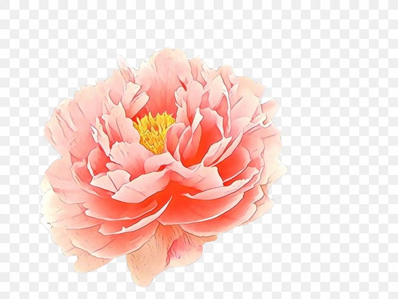Flowers Background, PNG, 1024x768px, Cartoon, Artificial Flower, Camellia, Carnation, Chinese Peony Download Free