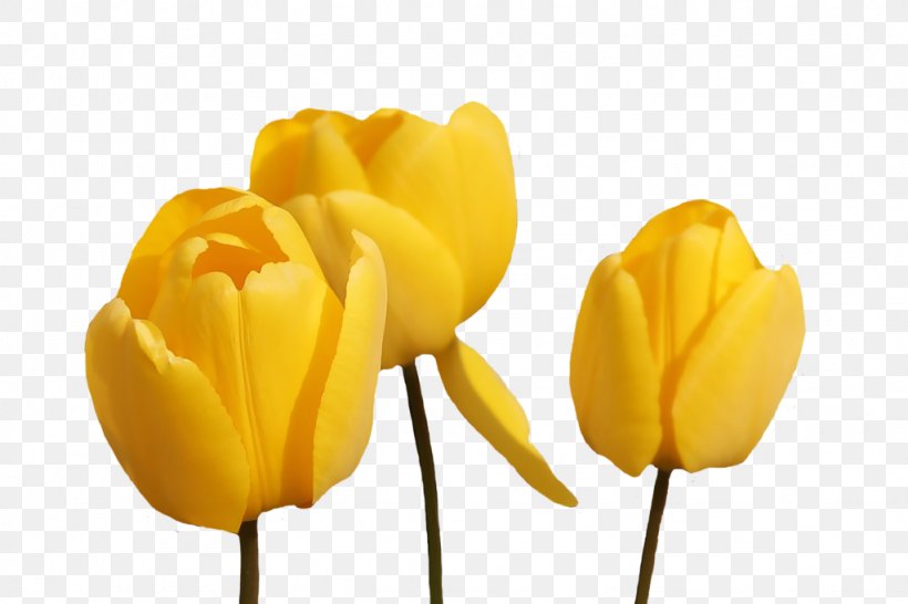 Tulip Desktop Wallpaper Flower Clip Art, PNG, 1024x683px, Tulip, Cut Flowers, Deviantart, Flower, Flowering Plant Download Free