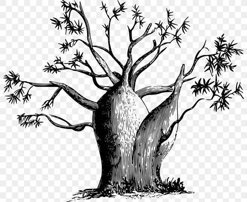 Adansonia Gregorii Clip Art, PNG, 800x672px, Adansonia Gregorii, Art, Baobab, Black And White, Branch Download Free
