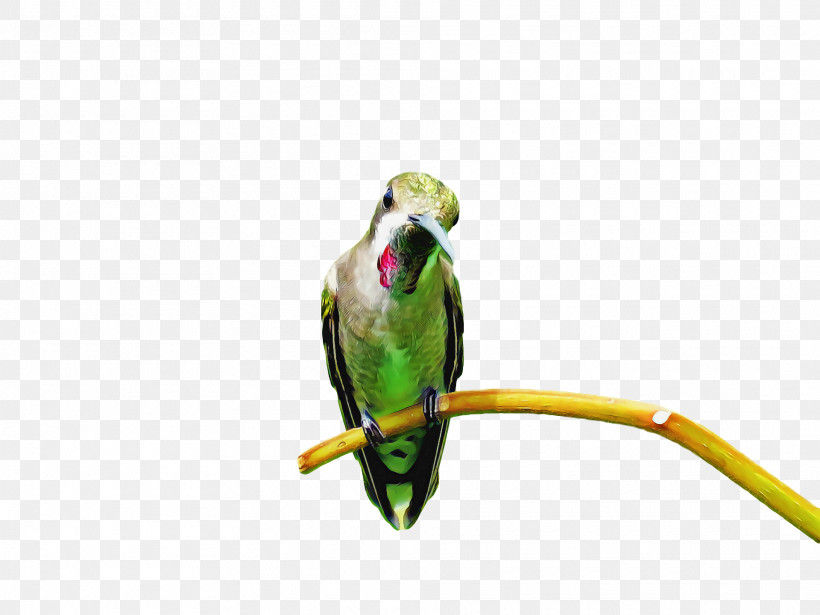 Bird, PNG, 1920x1440px, Bird, Beak, Budgie, Macaw, Parakeet Download Free