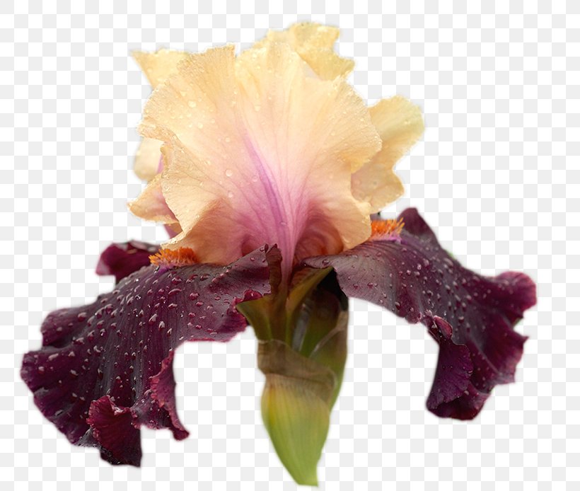 Irises GIF Clip Art Flower, PNG, 800x694px, Irises, Animation, Autumn, Blog, Cattleya Download Free