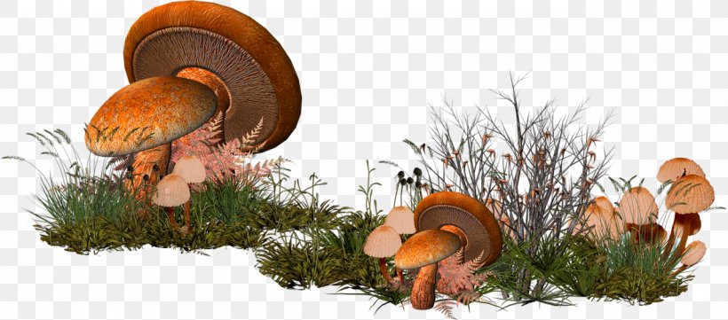 Mushroom Clip Art, PNG, 1280x565px, Mushroom, Animation, Dots Per Inch, Image Resolution, Medicinal Mushroom Download Free