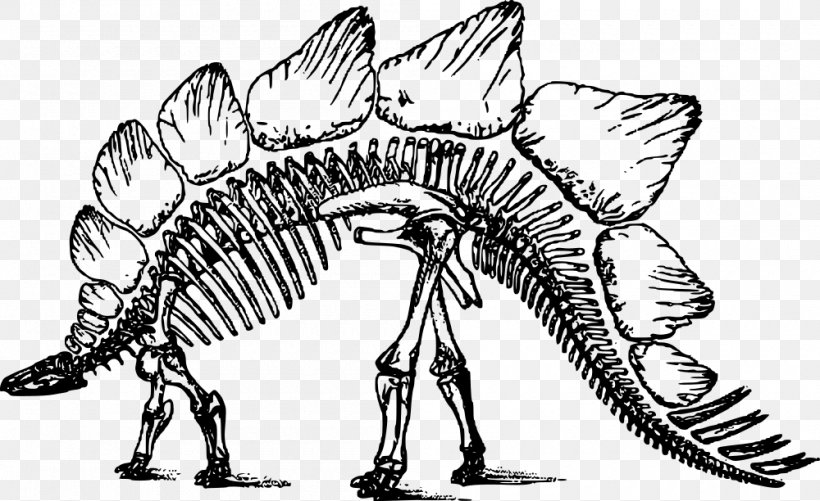 Stegosaurus Apatosaurus Tyrannosaurus Skeleton Triceratops, PNG, 1000x612px, Stegosaurus, Apatosaurus, Artwork, Black And White, Brachiosaurus Download Free