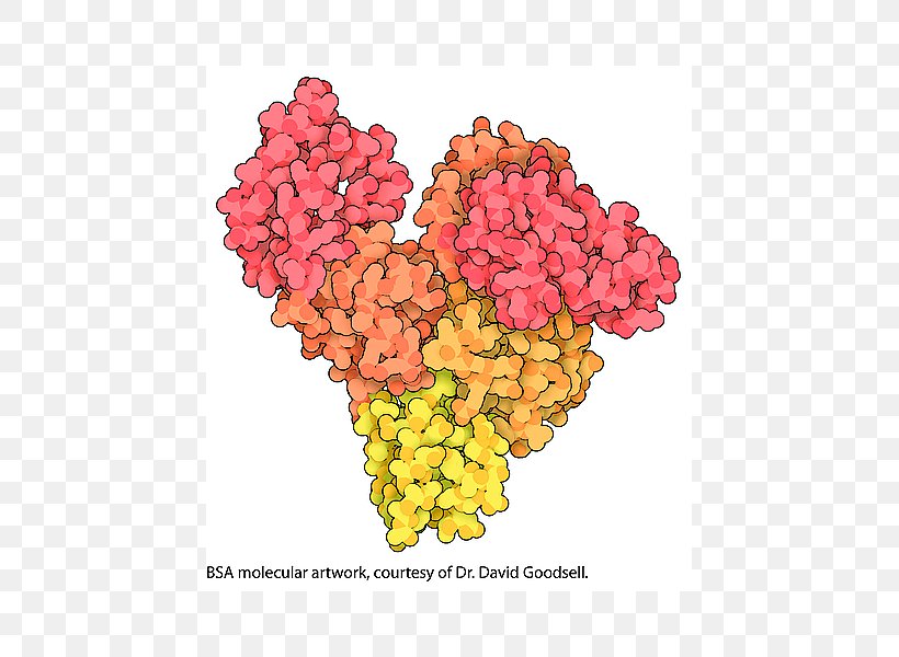 Bovine Serum Albumin Serum Total Protein Globulin, PNG, 600x600px, Albumin, Biochemistry, Blood Plasma, Blood Proteins, Bovine Serum Albumin Download Free