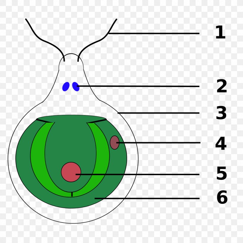 Chlamydomonas Reinhardtii Eyespot Apparatus Green Algae Vacuole, PNG, 1024x1024px, Chlamydomonas Reinhardtii, Algae, Area, Cell, Chlamydomonas Download Free