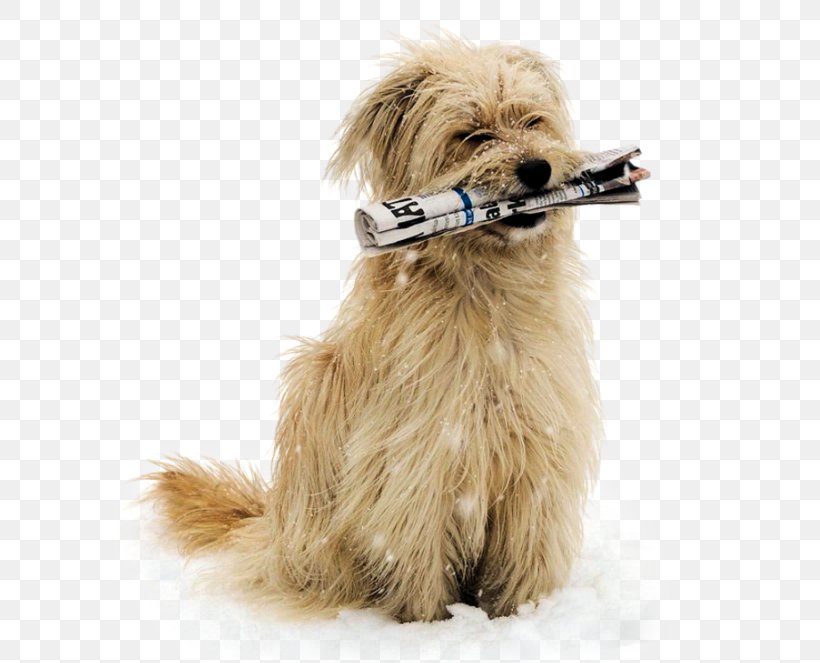 Norfolk Terrier Puppy Tibetan Terrier Dutch Smoushond Soft-coated Wheaten Terrier, PNG, 600x663px, Norfolk Terrier, Carnivoran, Companion Dog, Dog, Dog Breed Download Free