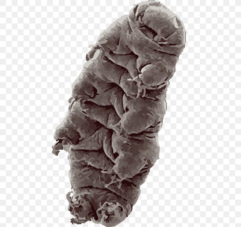 Tardigrade Bear Water Animal Piezophile, PNG, 465x773px, Tardigrade, American Black Bear, Animal, Bear, Circumstellar Habitable Zone Download Free