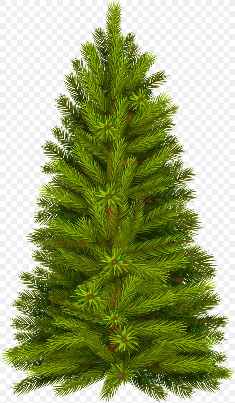 Tree Pine Fir Christmas, PNG, 1005x1723px, Tree, Animation, Biome, Cedar, Christmas Download Free