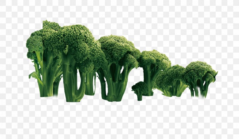 Broccoli Vegetable Cauliflower, PNG, 1654x962px, Broccoli, Cauliflower, Cooking, Food, Fruit Download Free