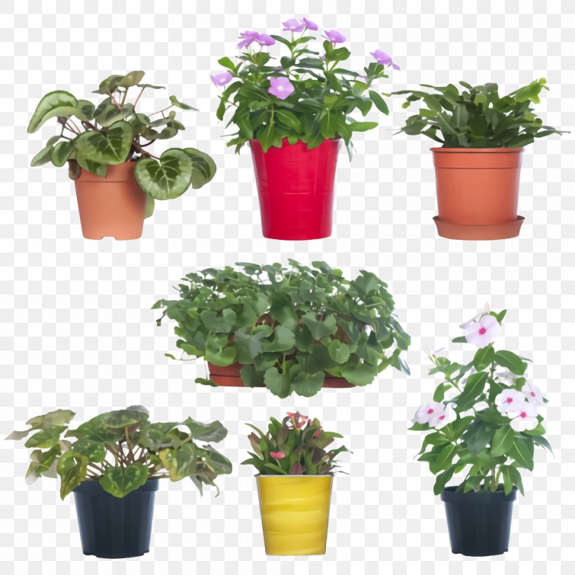 Flower Flowerpot Plant Flowering Plant Houseplant, PNG, 1000x1000px, Flower, Annual Plant, Flowering Plant, Flowerpot, Geranium Download Free