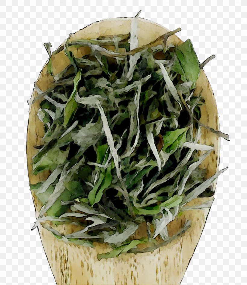 Bai Mudan Herb, PNG, 1124x1298px, Bai Mudan, Cuisine, Flower, Grass, Herb Download Free