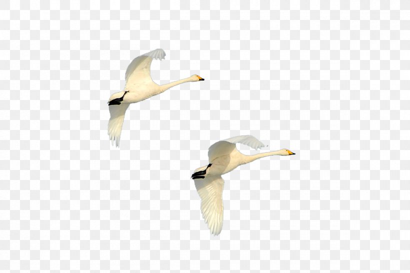 Duck Cygnini Goose Sky, PNG, 1200x800px, Duck, Beak, Bird, Cloud, Cygnini Download Free