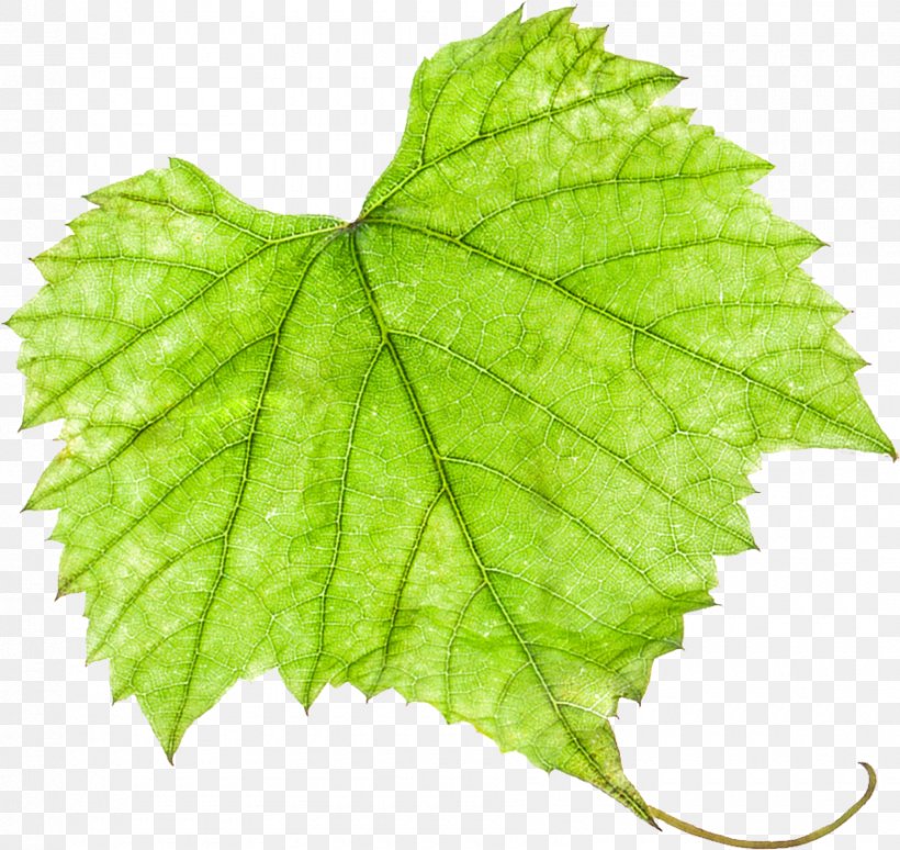 Grape Leaves Grapevines, PNG, 900x850px, Grape Leaves, Art, Deviantart, Grape, Grapevine Family Download Free