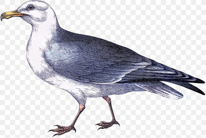 Bird Beak Rock Dove Stock Dove Pigeons And Doves, PNG, 1800x1212px, Watercolor, Beak, Bird, European Herring Gull, Gull Download Free