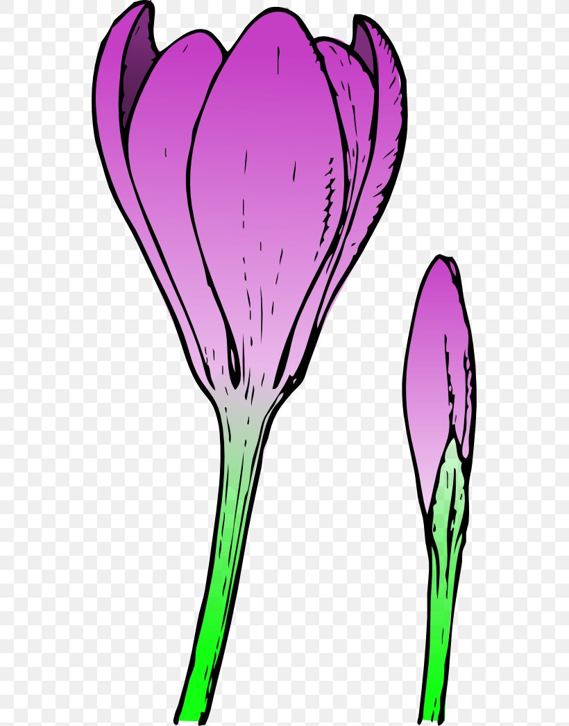 Bud Flower Crocus Clip Art, PNG, 555x1045px, Bud, Artwork, Branch, Budding, Bulb Download Free