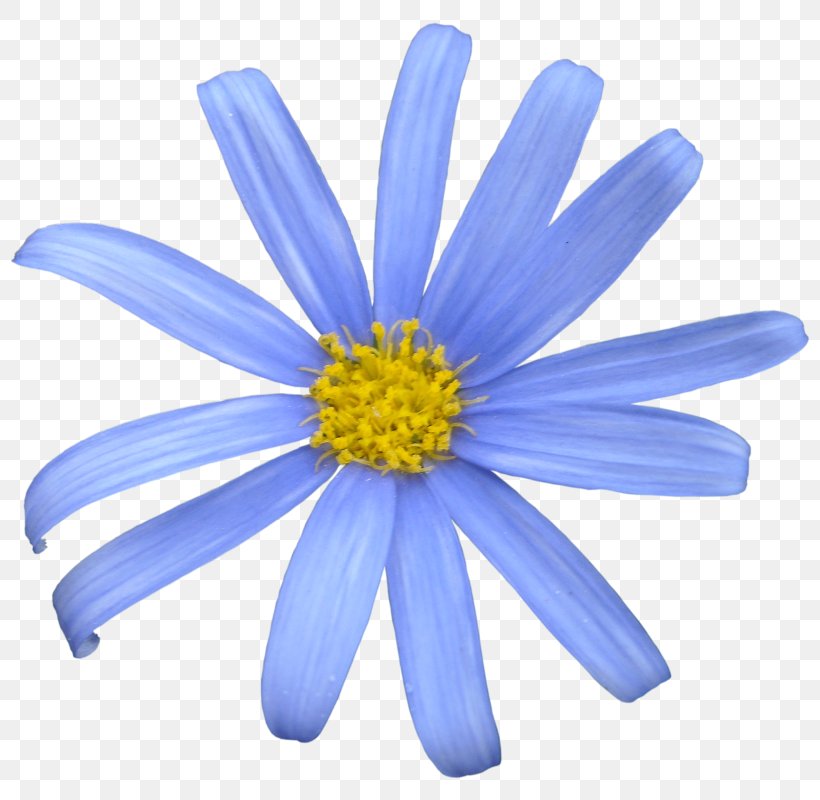 Common Daisy T-shirt Oxeye Daisy Felicia Amelloides Stencil, PNG, 800x800px, Common Daisy, Aster, Blue, Chrysanths, Daisy Download Free
