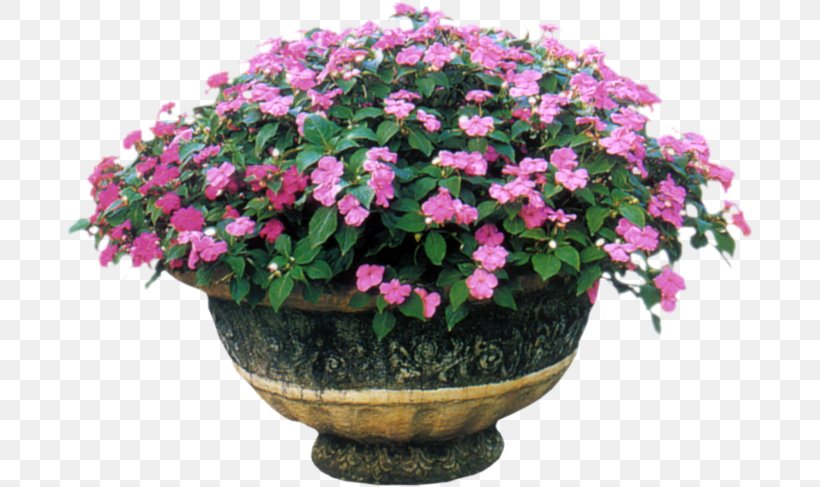 Impatiens Balsamina Annual Plant Annual Flowering Plants, PNG, 688x487px, Impatiens, Annual Plant, Azalea, Begonia, Busy Lizzie Download Free