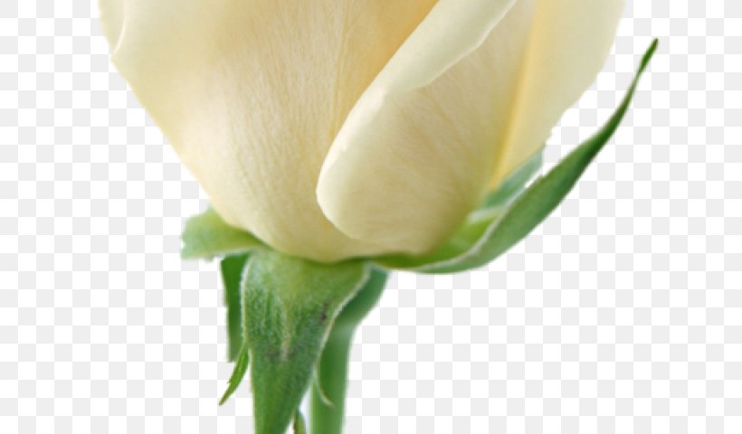 Clip Art Transparency Rose Image, PNG, 640x480px, Rose, Alismatales, Arum, Arum Family, Botany Download Free