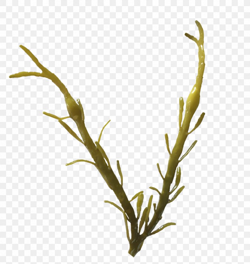 Ascophyllum Nodosum Seaweed Brown Algae Bladder Wrack, PNG, 2438x2575px, Ascophyllum Nodosum, Algae, Ascophyllum, Bladder Wrack, Branch Download Free