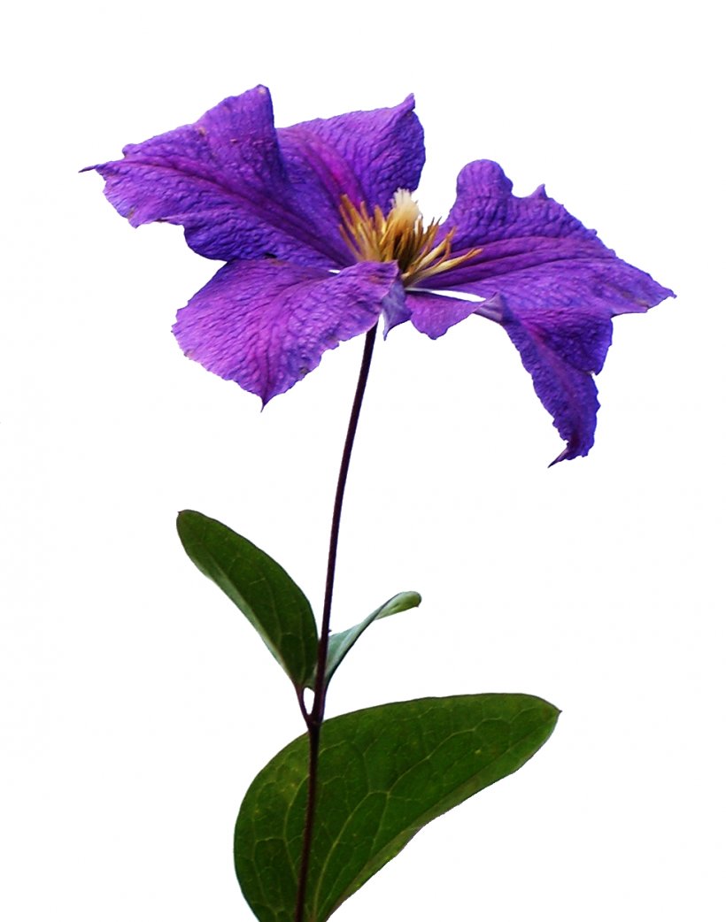 Bach Flower Remedies Clematis Viticella, PNG, 977x1242px, Flower, Bach Flower Remedies, Blossom, Bud, Clematis Viticella Download Free