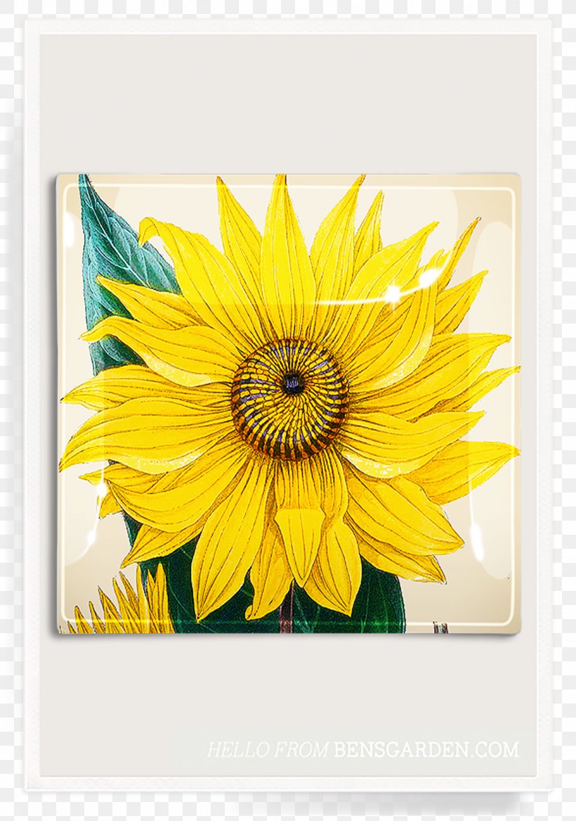 Common Sunflower Ben's Garden Picture Frames Clip Art, PNG, 1348x1920px, Common Sunflower, Cut Flowers, Daisy Family, Decoupage, Drawing Download Free