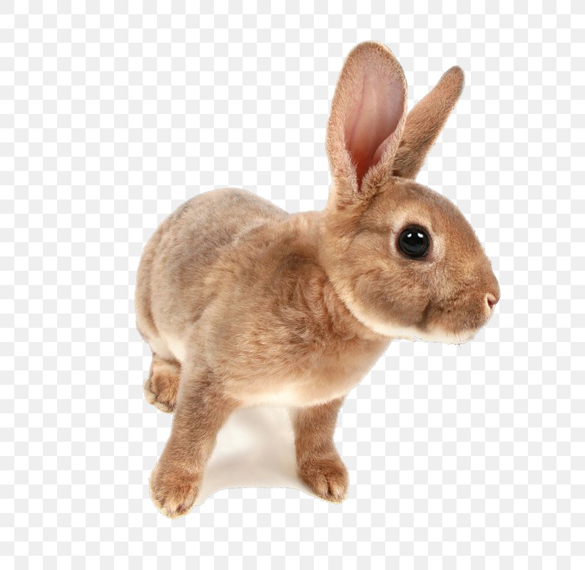 Domestic Rabbit Hare Netherland Dwarf Rabbit Holland Lop, PNG, 766x800px, Domestic Rabbit, Dwarf Rabbit, European Rabbit, Fauna, Fur Download Free