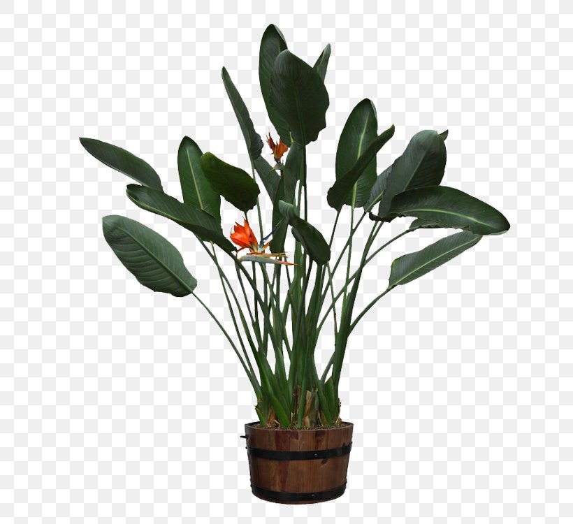 Flowerpot Houseplant Plants Potted Glass, PNG, 750x750px, Flowerpot, Anthurium, Bird Of Paradise, Botany, Flower Download Free