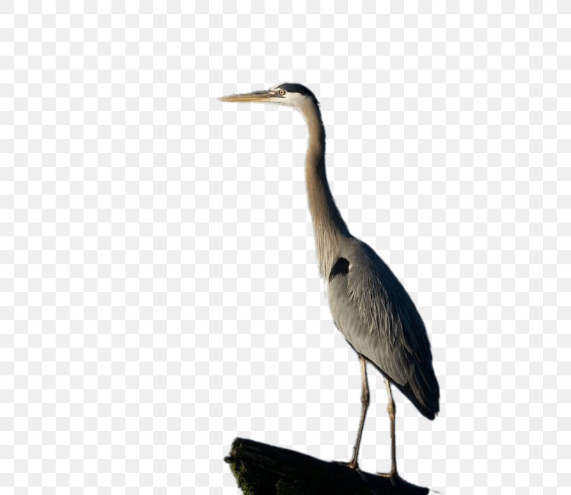 Great Blue Heron Egret, PNG, 534x712px, Heron, Beak, Bird, Ciconiiformes, Crane Download Free