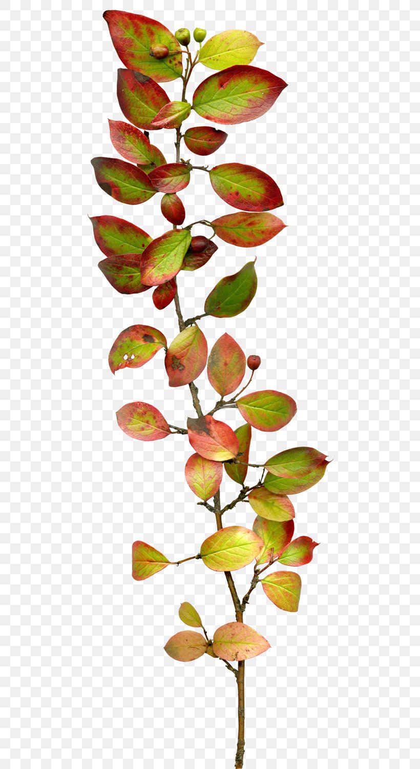 Leaf Twig Branch Pixel, PNG, 583x1500px, Leaf, Archive File, Branch, Depositfiles, File Size Download Free