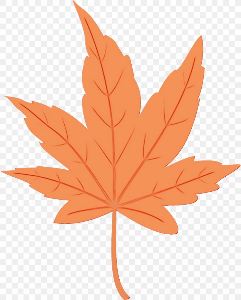 Maple Leaf, PNG, 824x1024px, Watercolor, Black Maple, Leaf, Maple, Maple Leaf Download Free