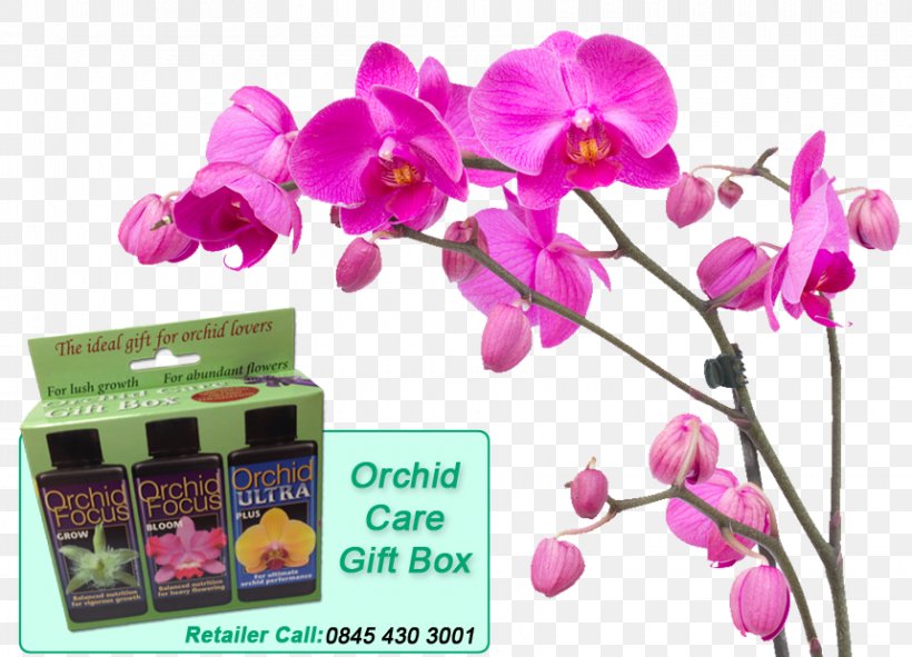 Moth Orchids Stock Photography Plant, PNG, 860x620px, Orchids, Cattleya Orchids, Color, Depositphotos, Flora Download Free