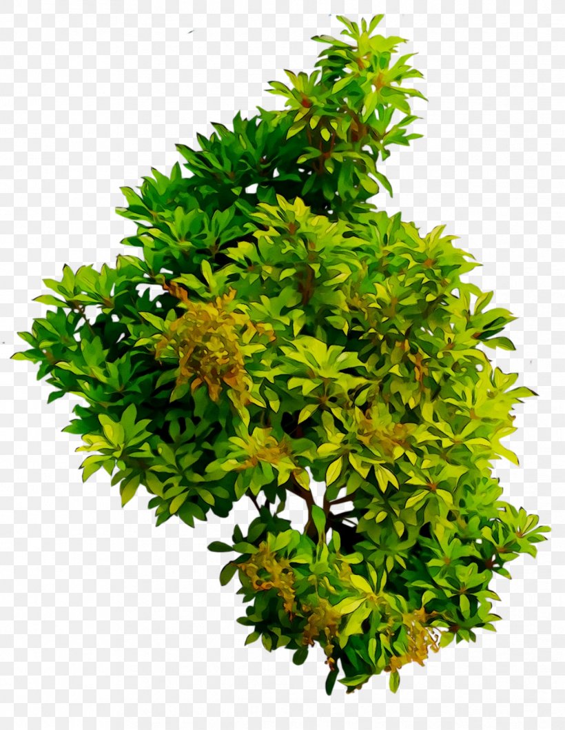 AReflectionOf, Inc. Tree Flowerpot Shrub Persimmon, PNG, 1238x1600px, Tree, Adobe Flash Player, American Larch, Aquarium Decor, College Download Free