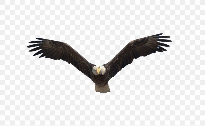 Benton Lake National Wildlife Refuge Bald Eagle Flight Bird, PNG, 1200x735px, Reelfoot Lake, Accipitriformes, Bald Eagle, Beak, Bird Download Free