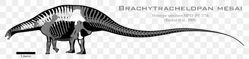 Brachytrachelopan Dicraeosaurus Skeleton Dinosaur Diplodocoidea, PNG, 1828x437px, Brachytrachelopan, Animal, Art, Artist, Black And White Download Free