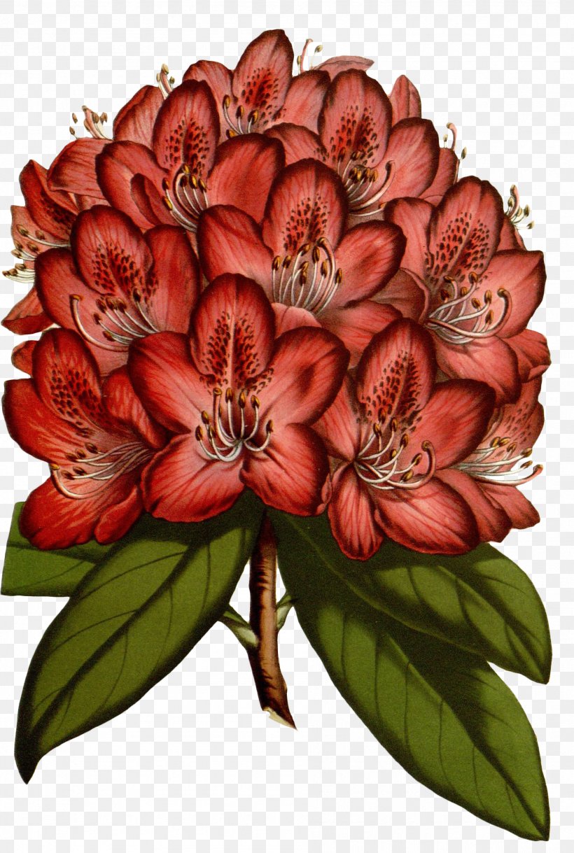 Flower, PNG, 1892x2813px, Flower, Alstroemeriaceae, Cut Flowers, Floral Design, Floristry Download Free