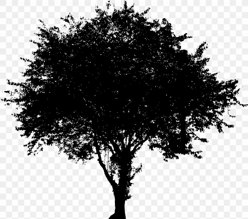 Tree Vector Graphics Evergreen Image Oak, PNG, 2781x2458px, Tree, Branch, Dogwood, Evergreen, Flowering Dogwood Download Free