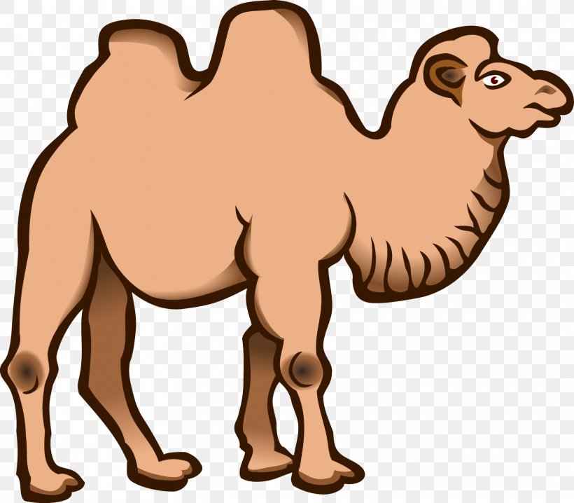 Wild Bactrian Camel Clip Art, PNG, 1725x1512px, Bactrian Camel, Arabian Camel, Camel, Camel Like Mammal, Cat Like Mammal Download Free