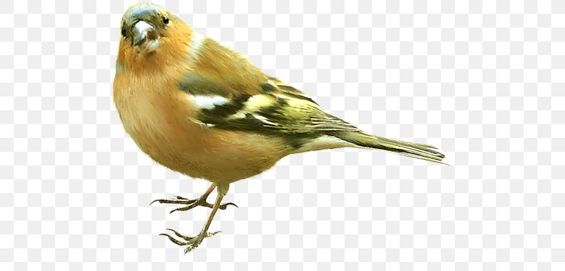 Bird Tk, PNG, 500x393px, Bird, American Sparrows, Beak, Blog, Brambling Download Free
